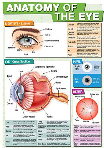 GCSE Science Anatomy of the Eye Poster A2, 42 x 59,4 cm