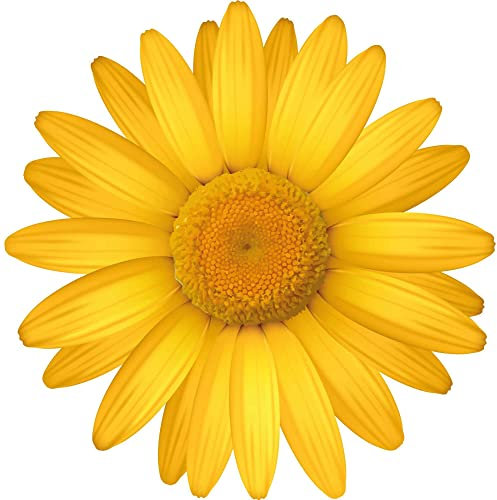 Kleberio Aufkleber Margerite gelb Autoaufkleber wasserfest Blumen Mülltonne Blumenwiese Dekoration selbstklebend Fensterbild Fliesenaufkleber für Kinder und Erwachsene 20 x 20 cm