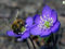 Neue Leberblümchen Blumensamen 50St