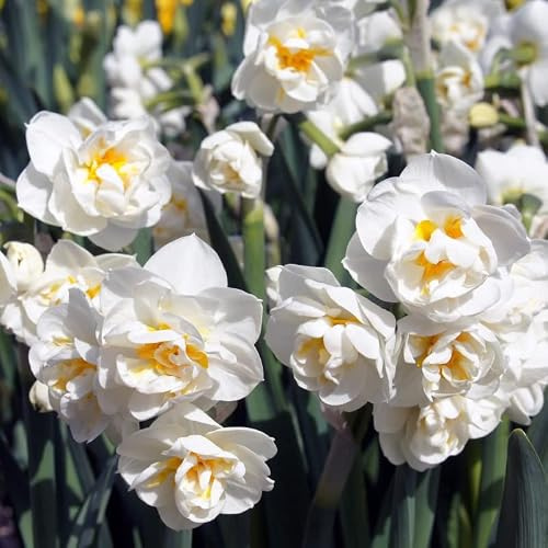 Narzisse Bridal Crown | 10 Stück | Blumenzwiebel | Schnittblume | Verwildernd | Topfpflanze | Geeignet für Kübel | Weiß | 100% Blütegarantie | QFB Gardening