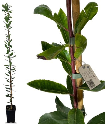 acquaverde | Pianta di Corbezzolo (Arbutus Unedo) 150 cm, Albero da Frutto Sempreverde, 1 Anno di Vita, Resistente al Freddo e alla Siccità, Facile da Coltivare, Ideale per Giardino, Vaso e Siepi