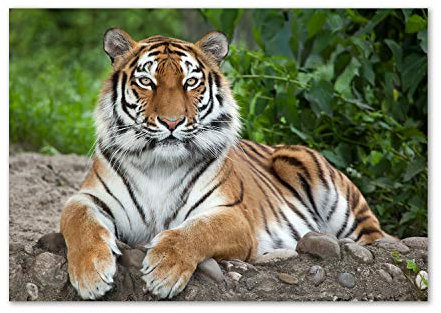 Tulup Impression sur Verre de 100x70 cm Image Tableau Photo décorative panoramique pour la Cuisine et Le Salon - Animaux - Tigre De Sibérie - Brun