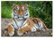 Tulup Impression sur Verre de 100x70 cm Image Tableau Photo décorative panoramique pour la Cuisine et Le Salon - Animaux - Tigre De Sibérie - Brun