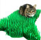 CATMAT. Katzenmatte aus Seidenpapier, Grünes Papier, Grasimitat, Spielmatte - Spaß für Indoor-Katzen und Kätzchen (2er-Pack)
