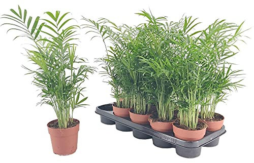 PALMERA NATURAL CHAMAEDOREA ELEGANS 20CM M9 PLANTA PARA INTERIOR