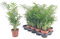 PALMERA NATURAL CHAMAEDOREA ELEGANS 20CM M9 PLANTA PARA INTERIOR