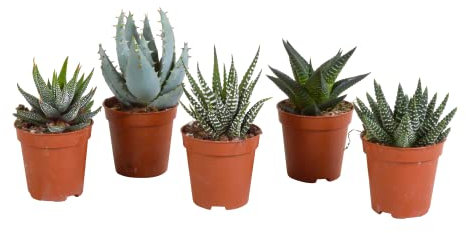 Sukkulenten | Gasteria/Haworthia Mix | 5 Stück | diverse Sorten | Ø 5,5 cm | ↕ 8-13 cm | Pflegeleichte Zimmerpflanzen