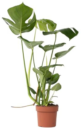 Plant in a Box - Monstera Deliciosa - Fensterblatt Grüne Zimmerpflanze - Topf 17cm - Höhe 50-60cm