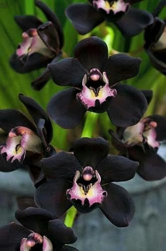Ponak Neue 100pcs Phalaenopsis-Orchideen-Blumensamen schwarz