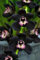 Ponak Neue 100pcs Phalaenopsis-Orchideen-Blumensamen schwarz