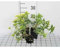 12 x Pachysandra term. Green Sheen - Dickmännchen - Topf 9 cm x 9 cm