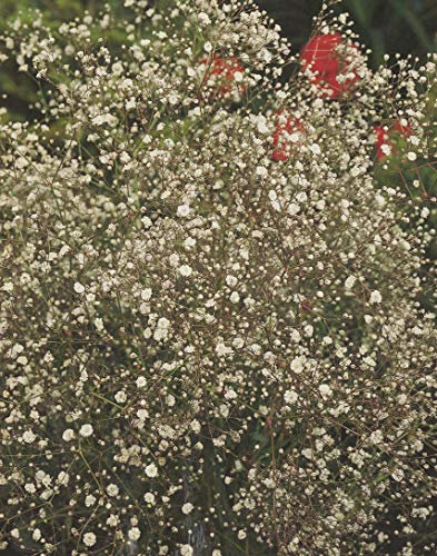 3 Schleierkraut in weiß GypsophilaWurzelstücke Winterhart Staude
