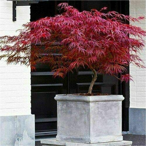Acero rosso giapponese Acero palmatum dissectum Firecracker pianta in vaso ø26 cm Vivaio di Castelletto