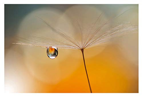 Vliestapete Pusteblume in Orange Premium, HxB: 320cm x 480cm