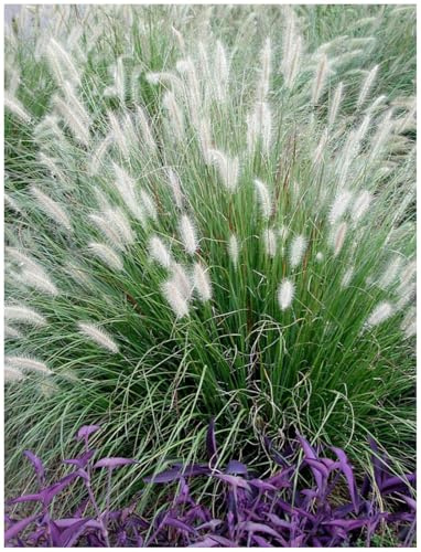 Stauden Gänge 1 x Pennisetum alopecuroides Lampenputzergras winterhart | Mittelhohes Ziergras für Sonne, Blüte August bis September, mehrjährig, XXL Topf (23 cm)