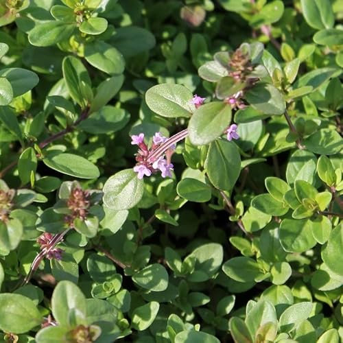 6x Sandthymian - Thymus serpyllum - Topf 9x9cm