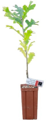 Quercia ciliegia di 2 anni - Pianta tartufo della scuola materna di Puymège
