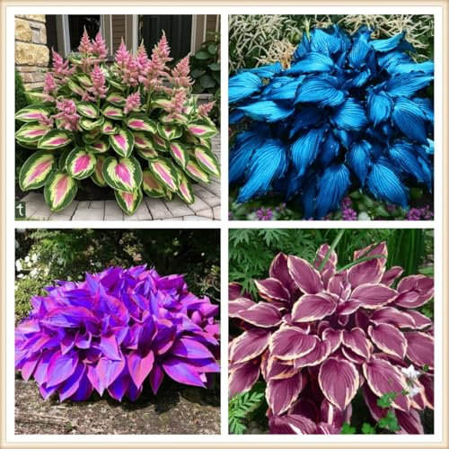 Seltene Pflanzen, Funkien Pflanze, Winterhart pflanzen, Pflanzen Funken Hosta MehrjäHrig, Qualitätspflanzen, Große Blattpflanzen, Hosta Zwiebeln, Gut für Container, 4zwiebeln-D