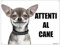 CHIHUAHUA attenti al cane mod 1 TARGA cartello IN METALLO (15X20)