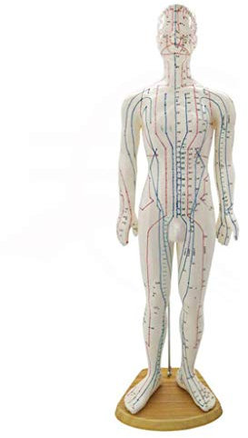 FXQ 60CM Männlich Akupunktur Modell - Human Akupunktur Modell Traditionelle Chinesische Medizin Meridian und Akupunkt-Teaching-Modell - für Herbalist Arzt Figurine Körperakupunkturpunkt