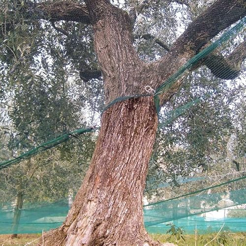 Briconess.com Netz für Olivenernte, verstärkt und mit Ösen, dornfest, Plane mit Öffnung grün, 85 g/m² (6 x 6 m)