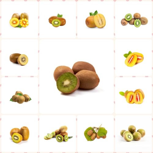 500 pcs kiwibeeren pflanze winterhart samen, obstbäume kaufen kiwi pflanze Actinidia chinensis,kiwibeere obstbaum garten baumsamen bohnenkraut samen balkonpflanzen winterhart bäume