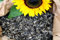 Futterbauer 25kg gestreifte Sonnenblumenkerne im Papiersack für Vögel, 100% Natur, Nahrhafte Energiequelle für Wildvögel, Frisch und reich an Nährstoffen, Ideal für Vogelfutter Spender, Ernte 2024