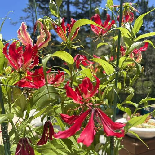 lirios de fuego - bulbos, bulbos que florecen en primavera gloriosa superba, plantas de balcón, planta de jardín las plantas trepadoras son resistentes bulbos de flores, planta 2pcs