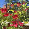 lirios de fuego - bulbos, bulbos que florecen en primavera gloriosa superba, plantas de balcón, planta de jardín las plantas trepadoras son resistentes bulbos de flores, planta 2pcs