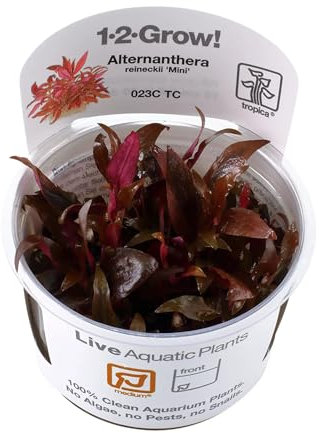 Tropica Alternathera reineckii 'Mini' 1-2-GROW!
