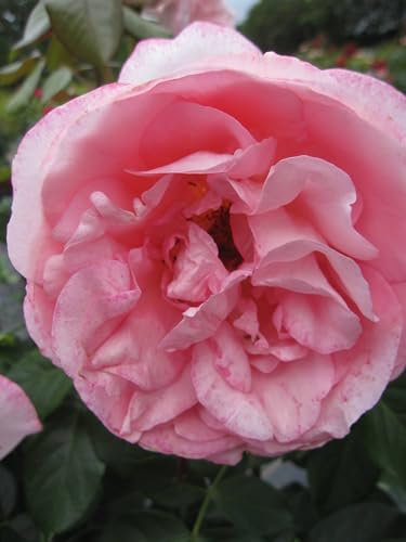 Rosa Voyage ® - Nostalgie ® Edelrose Voyage ® - Tantau Rose