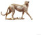 YANTIANCAI Gepardenstatue, Klassische Leoparden-Figuren, moderner Stil, Zuhause, Büro, Schreibtisch, Kunstharz, Tierdekoration, Skulptur, dekoratives Geschenk (Gold)
