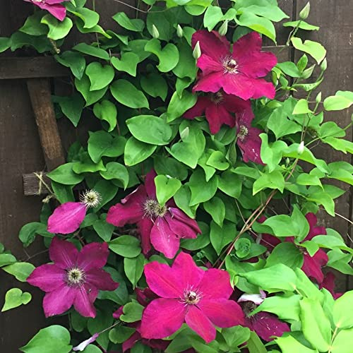 GardenersDream Clematis Westerplatte - Leuchtend Rote Kletterpflanzen Winterhart - Clematis Winterhart Mehrjährig Pflanze - Garten Pflanzen Polnische Züchtung