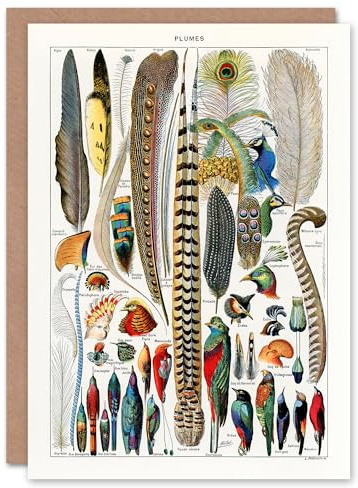 Artery8 Adolphe Millot Art Card Plumes Exotic Bird Feathers