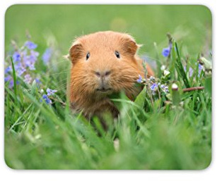 Cute Ginger Guinea Pig Mouse Mat Pad - Piglet Pig Animal Gift PC Computer #8558