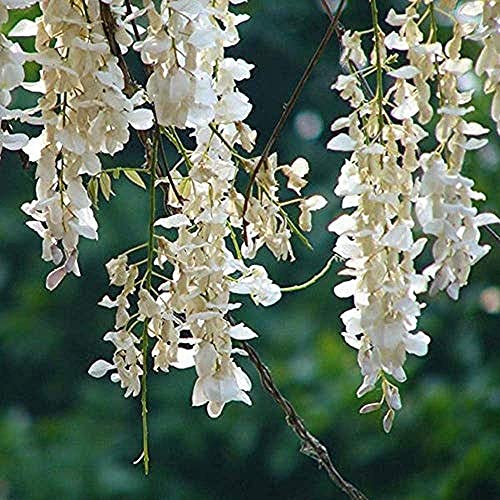 10 Pezzi Semi Di Glicine Bianco Petalo Di Vite Piantagione All'aperto Paesaggio Albero Strada Inverdimento Decorativo Perenne Fiore Rampicante