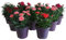Dianthus 'Oscar' - 3 Pack of Mixed Coloured Plants in 10cm Pots - Stunning Semi Evergreen Carnation Plants for The Garden