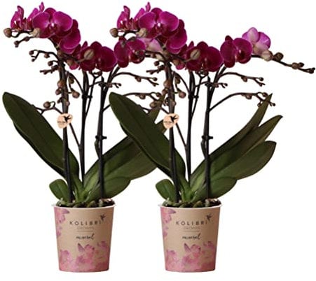 Kolibri Orchids | COMBI DEAL von 2 lila Phalaenopsis Orchideen - Morelia - Topfgröße Ø9cm | blühende Zimmerpflanze - frisch vom Züchter