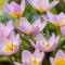 Plant in a Box - Tulipa bakeri Lilac Wonder - Tulpenzwiebeln x100 - Blumenzwiebeln frühblüher für Garten - Holländische Pracht