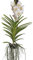 Plant in a Box - Vanda-Orchidee – Weiß – L – Höhe 60 cm