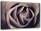 Feeby Bild auf Leinwand Blumen Rosen XXL 120x80 cm 1Teilig Wohnzimmer Schlafzimmer Modern Bilder Wandbilder Leinwandbilder Wanddekoration Kunstdruck Wand Deko Design Natur Pflanzen Grau Braun