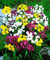 Allium, Aglio Mix - 20 bulbi