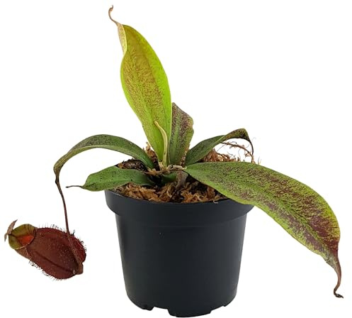 Fangblatt - Nepenthes mirabilis x ampullaria Black Miracle – seltene Kannenpflanze im Ø 9 cm Topf - fleischfressende Pflanze - beliebte Karnivore