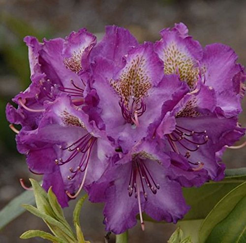 Rhododendron Bohlkens Lupinenberg® 25-30cm - Alpenrose