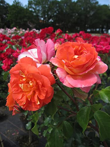 Rosa Gebrüder Grimm - Stammrose Gebrüder Grimm - ADR Rose - Kordes Rose