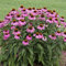 Sonnenhut Samen 200 Rosa Blumensamen Bonsai Hochbeete FüR Garten Wildblumensamen FrüHlingsblumen Bodendecker Samen Winterhart Schnittblumen Samen Balkon Blumen