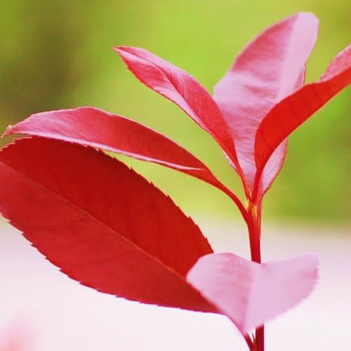Semillas de petirrojo rojo de Photinia - plantas de cobertura - arbustos de rápido crecimiento semillas de níspero rojo petirrojo plantas de otoño resistentes plantas en macetas 25pcs