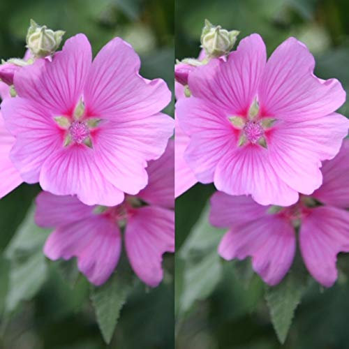 2 x Lavatera 'Rosea' - Tree Mallow Plant - Both Arrive in 9cm Pots