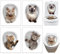 Eowppue Kit de Stickers Toilette en 3D - Stickers WC et Muraux Salle de Bain, Décoration WC, Ensemble de 4 Modèles de Chat Adorable - Idéal pour la Maison et les Lieux Publics