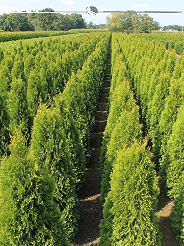 Lebensbaum Thuja Smaragd 80-100 cm IM TOPF. 20x immergrüne Thuja Heckenpflanze